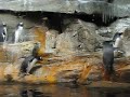 Cutie Penguins\ Cutie Penguins\