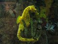 Sea Horse