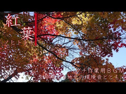 動画