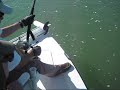 400 lb Goliath Grouper Fishing (Jewfish) - Boca Grande Florida 400 lb Goliath Grouper Fishing (Jewfish) - Boca Grande Florida