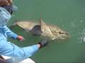 400 lb Goliath Grouper Fishing (Jewfish) - Boca Grande Florida