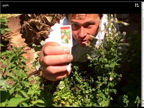 how to harvest fresh dates