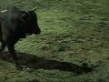 Monta de Toros Costa Rica