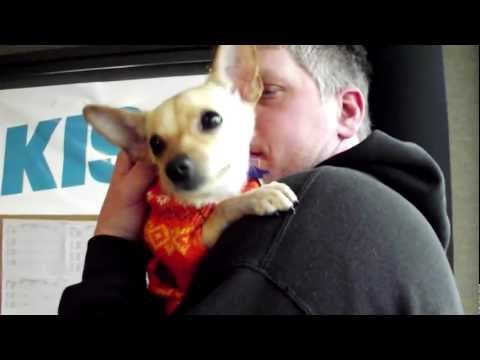 Adopt Pogo From the Animal Friends Humane Society