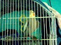 petita