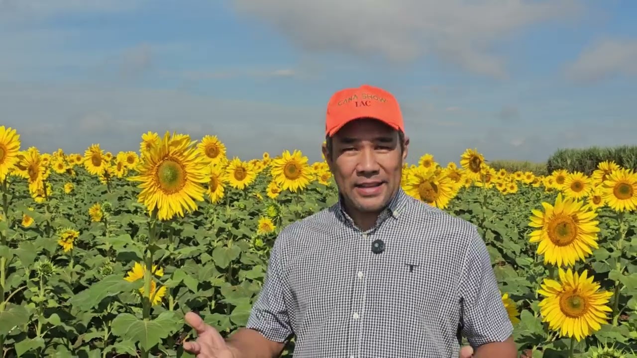 Girassol ganha espaço na rotação de culturas e reforça sustentabilidade no canavial