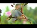 videos de Ram & Deepthi Album Song
