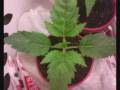 videos de First time grower