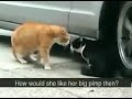 This Cat Betrayed His girlfriend crazy funny video