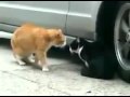 This Cat Betrayed His girlfriend crazy funny video