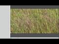 Exporting in HD in Final Cut (1280x720)