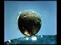 Xenopus embryo development Xenopus embryo development