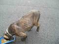 videos de Pit Bull new arrival at the animal shelter
