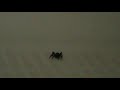 Solving the Spider Problem