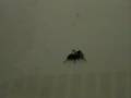 Solving the Spider Problem