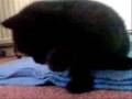 Kitten Diaires: Weaning
