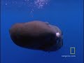 Sperm Whale Diving