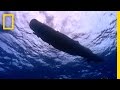 Sperm-Whale-Diving