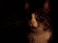 miaou!!!