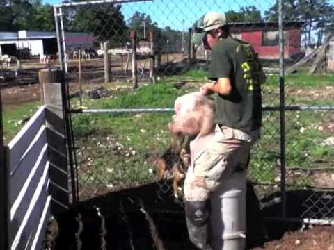castration