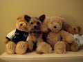 Yorkie or bear? - MyHollywoodPets.com