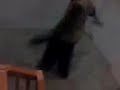 Shuffle - Alex VS Johnny 2 - Telipok Ria