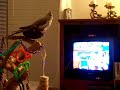 Cockatiel Watching the Olympics