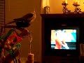 Cockatiel Watching the Olympics