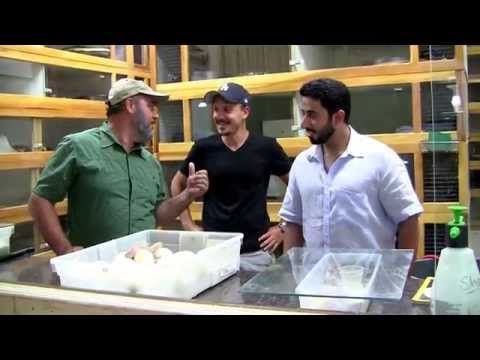 YouTube reptile video