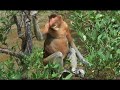 Save the Proboscis Monkey, Nasalus Larvatus