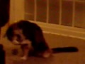 Morpheus at play