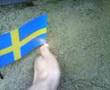 Svenska flaggan vs. USAs flagga