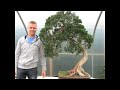 Bonsai Styling - Juniper Update 2011