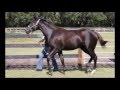 videos de Genny Gen 2007 Western Pride Thoroughbred Filly
