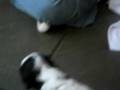 Shaine&Puppies.MOV