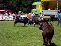 Ringkuhkampf in Leukerbad / Swiss Cow Fight