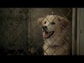 Pedigree Commercial - Echo Pedigree Commercial - Echo