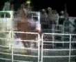 bullridin