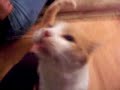 うたう猫動画