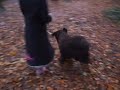 Playin in the woods Playin in the woods