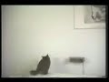gatos locos y divertidos