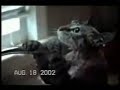 gatos locos y divertidos