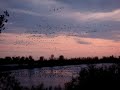 Canadian Geese - Mate for Life