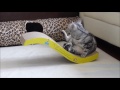 くびれ美人を目指す猫が…まさかの筋トレを始める! -Funny Cat plays seesaw くびれ