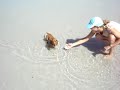 Daschund Play on Beach Daschund Play on Beach