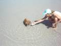 Daschund Play on Beach