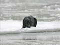 Dog Rescue