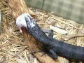 Black tree monitor feeding 7