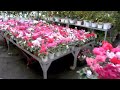 12月花苗・郡山園芸センターの花鉢コーナー