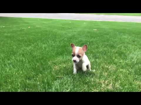 Gypsy loves to play and give lots of lovin